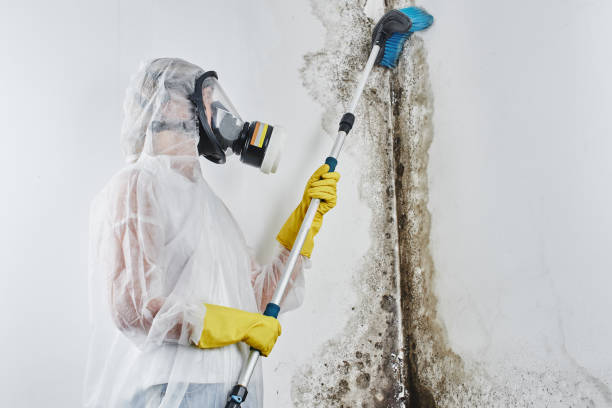 Mold Removal and Inspection in Doa Ana, NM