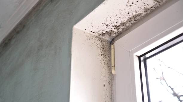 Best Commercial Mold Removal  in Doa Ana, NM
