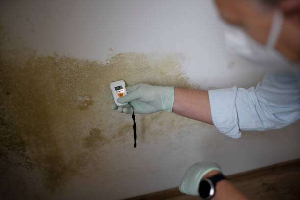 Attic Mold Removal in Doa Ana, NM