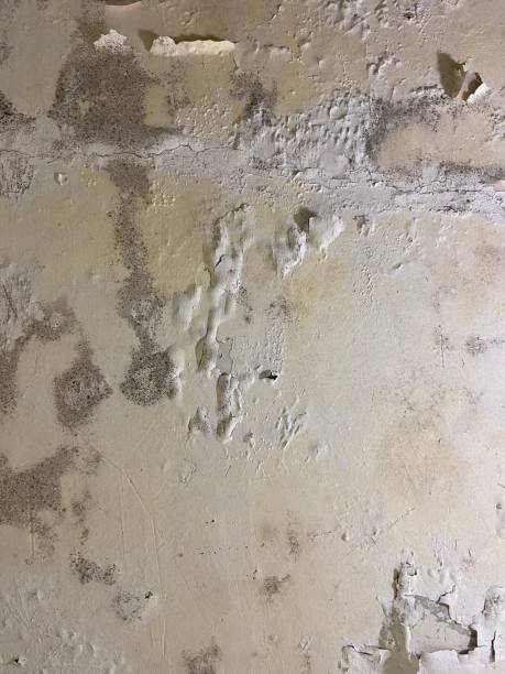 Best Certified Mold Removal  in Doa Ana, NM